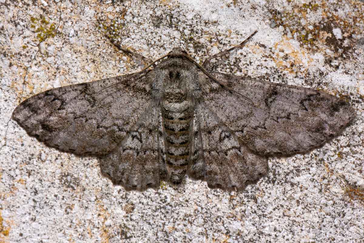 Falena da id. - Ascotis selenaria, Geometridae